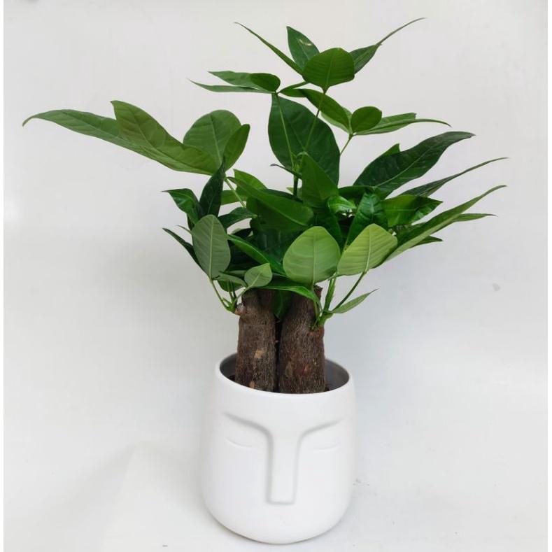 Chậu sứ trồng cây hình mặt người, decor nội thất văn phòng đẹp, phù hợp trồng cây để bàn, gốm Bát Tràng đẹp