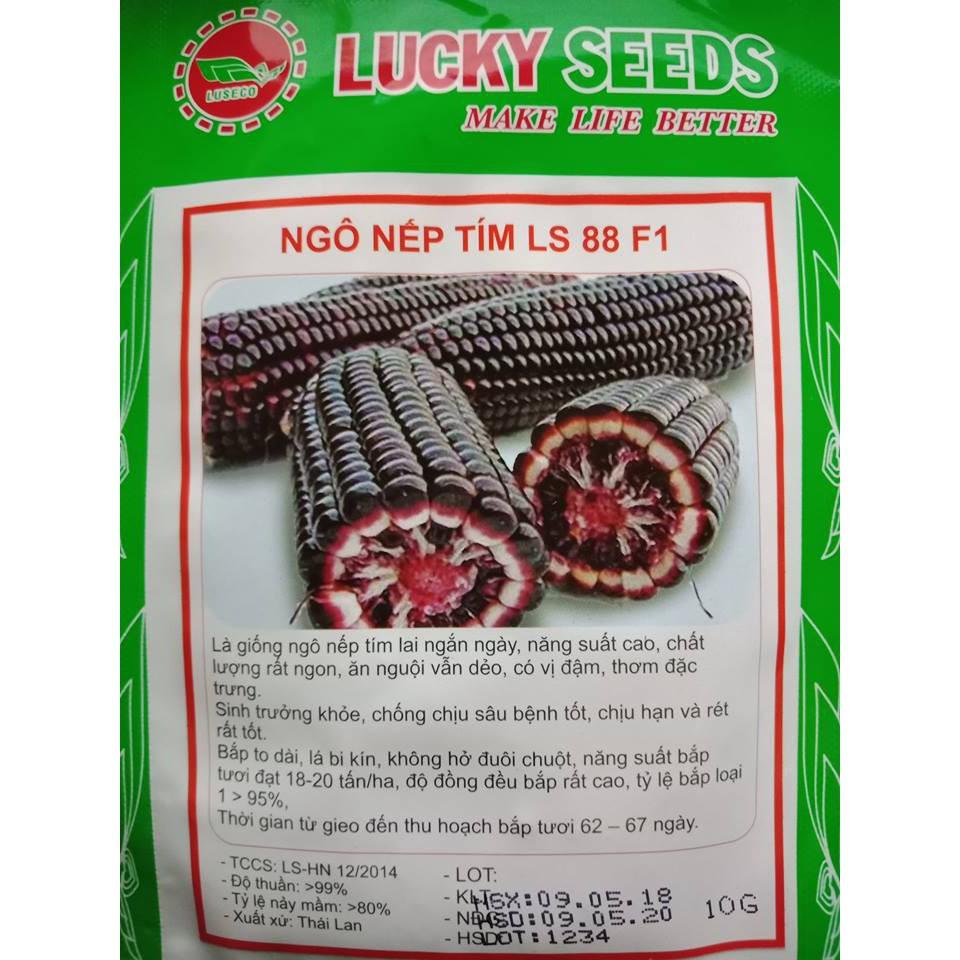 COMBO 2 gói hạt giống ngô nếp tím TẶNG 1 phân bón bao đẹp