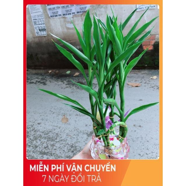 Chậu Cây Phát Tài