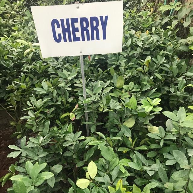 Cây giống cherry Brazin chịu nhiệt