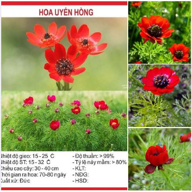 Hạt giống hoa Uyển hồng - gói 100 hạt