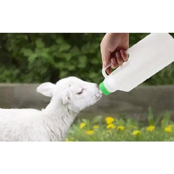 Bình Bú Sữa Cho Dê Con