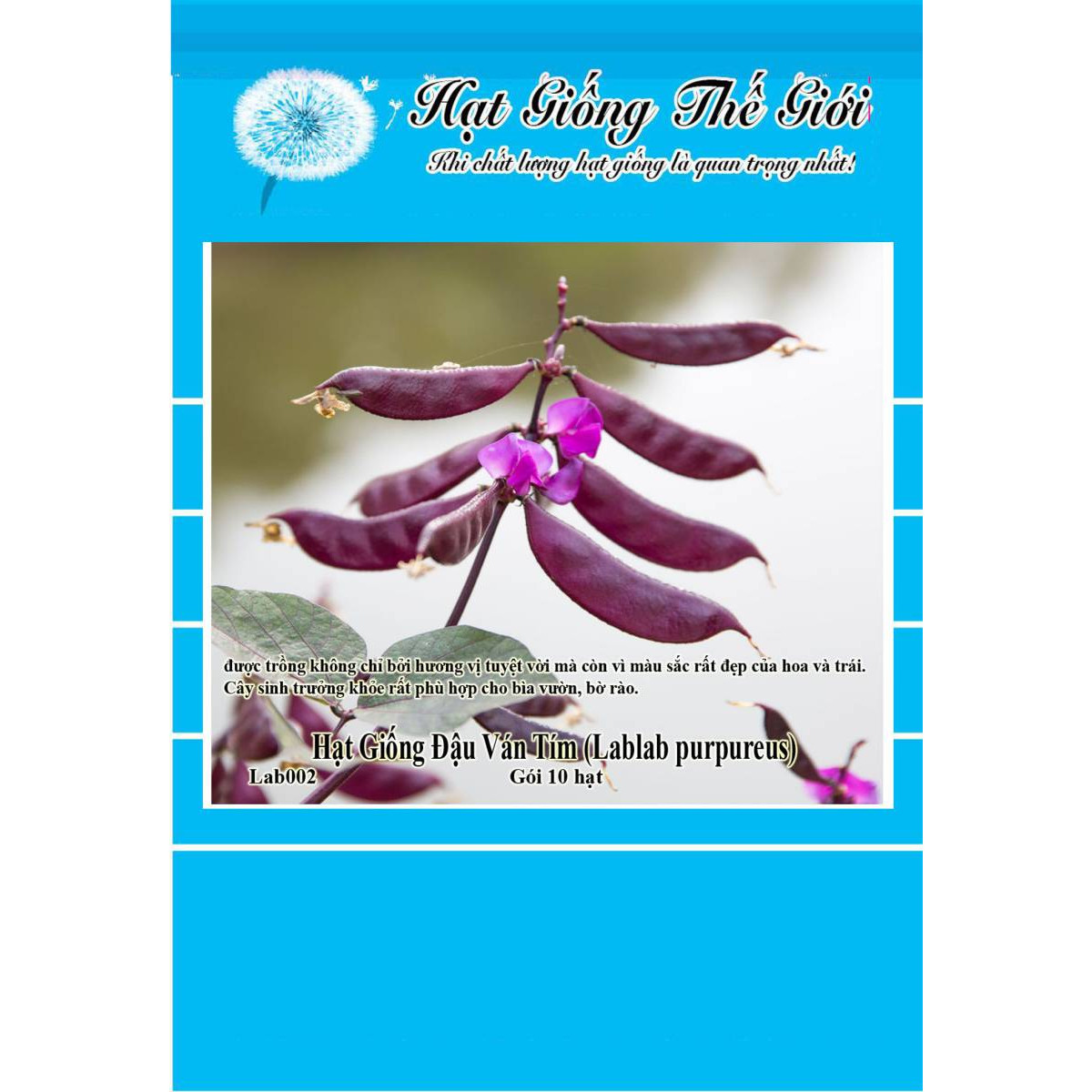 10h Hạt Giống Đậu Ván Tím