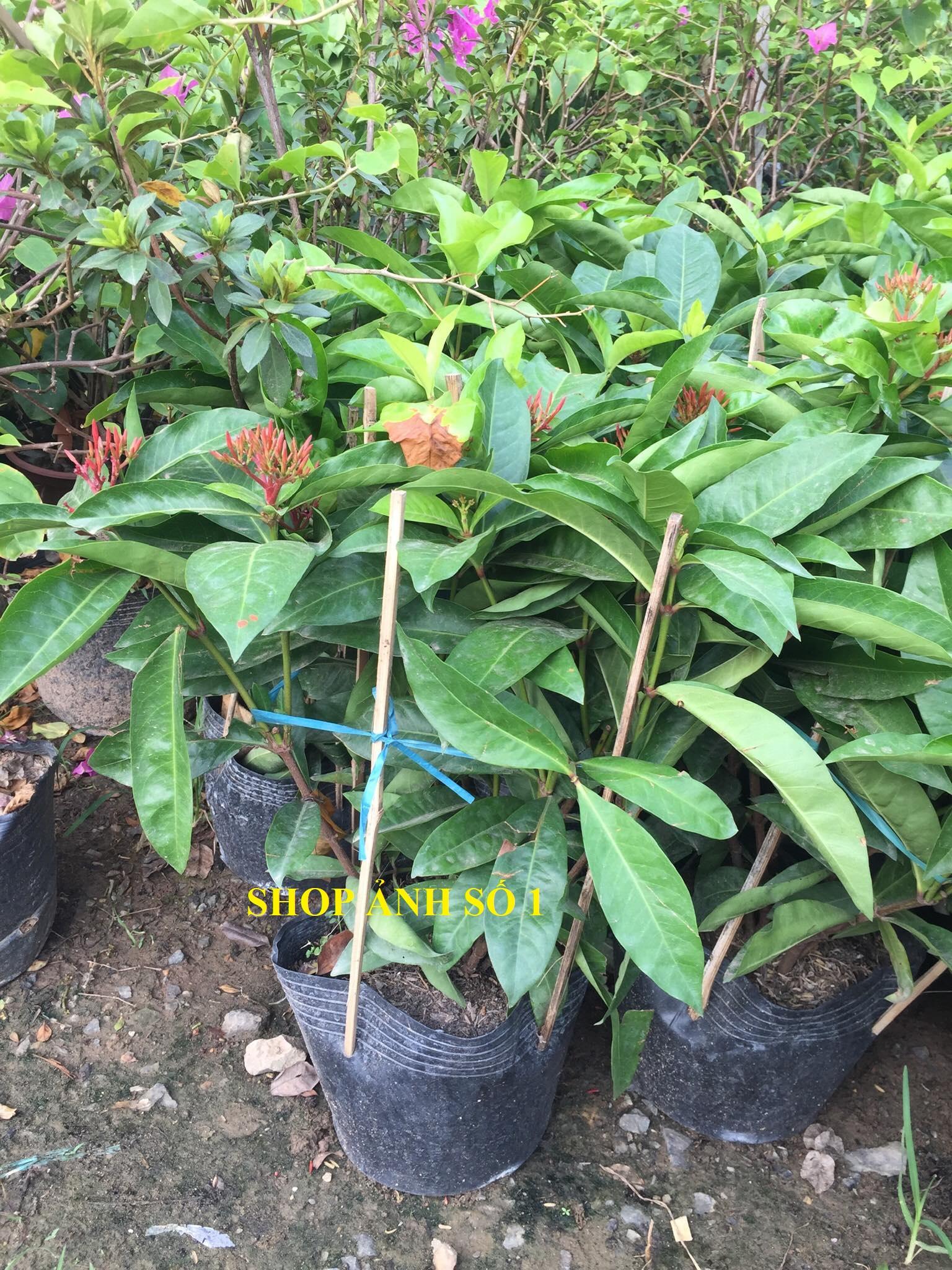 Cây MẪU ĐƠN HỒNG MỸ lá to, cây như hình, đang hoa cực đẹp, gửi nguyện chậu to
