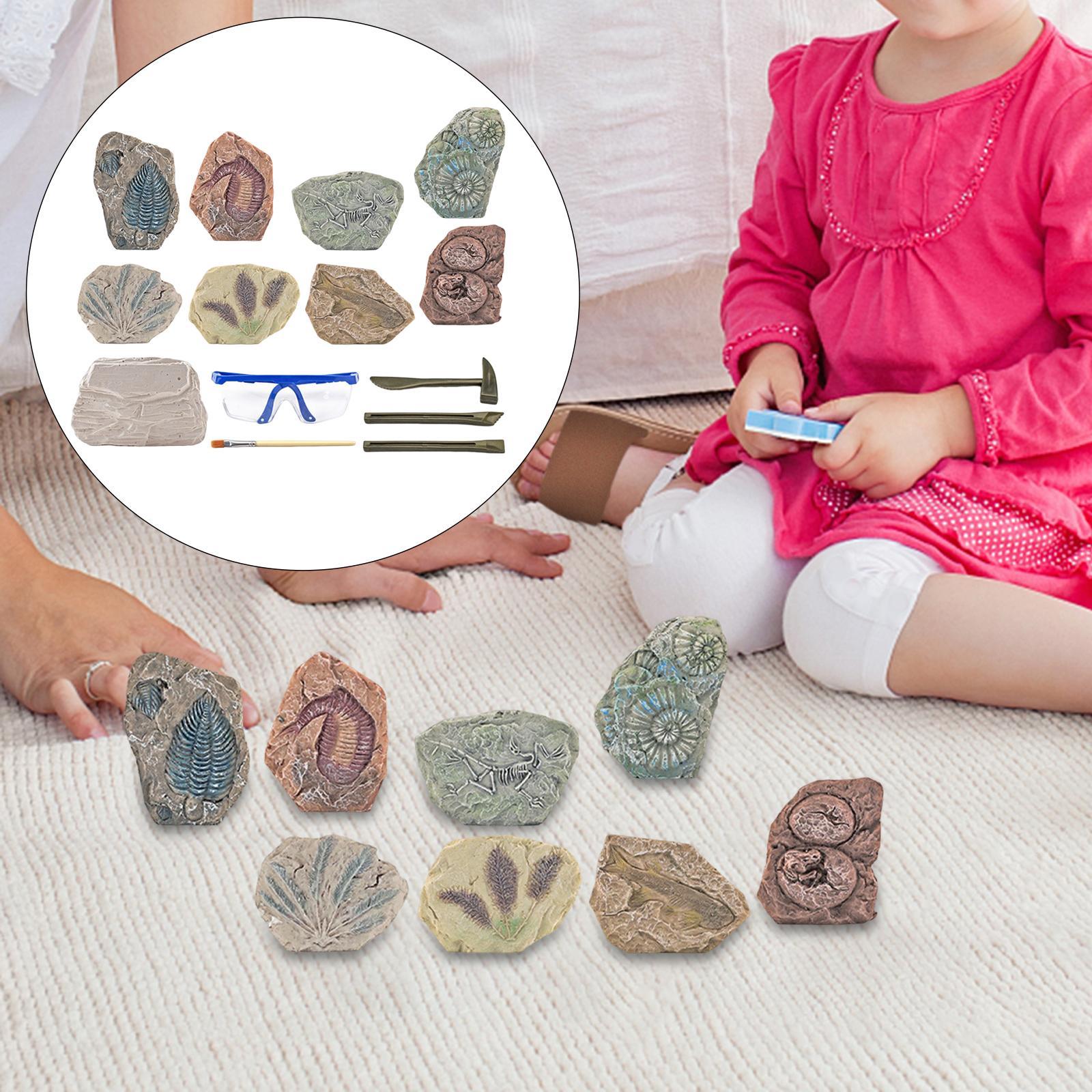 Dinosaur Excavation Kit Archaeology Discovery Kit for Toddler