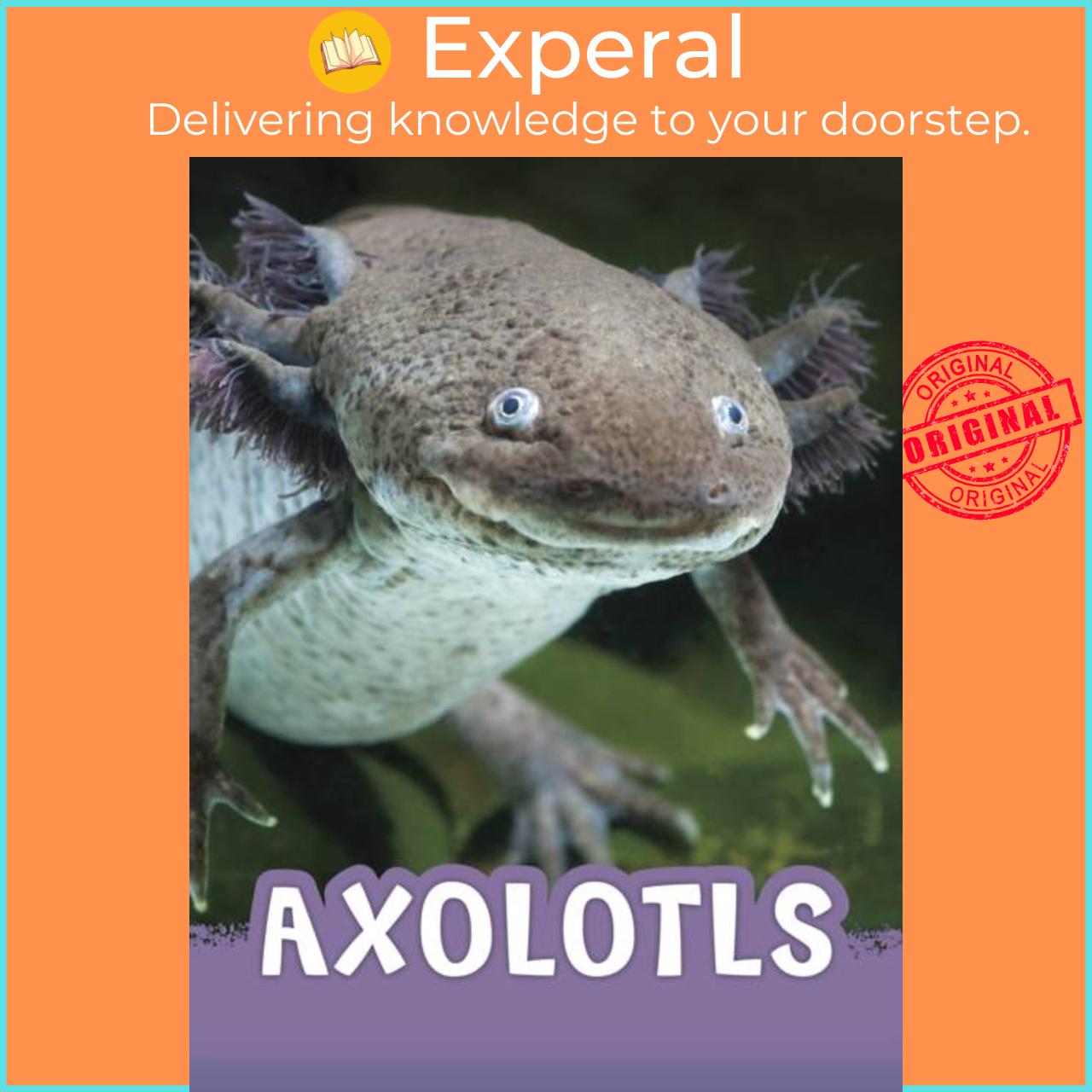 Sách - Axolotls by Jaclyn Jaycox (UK edition, hardcover)