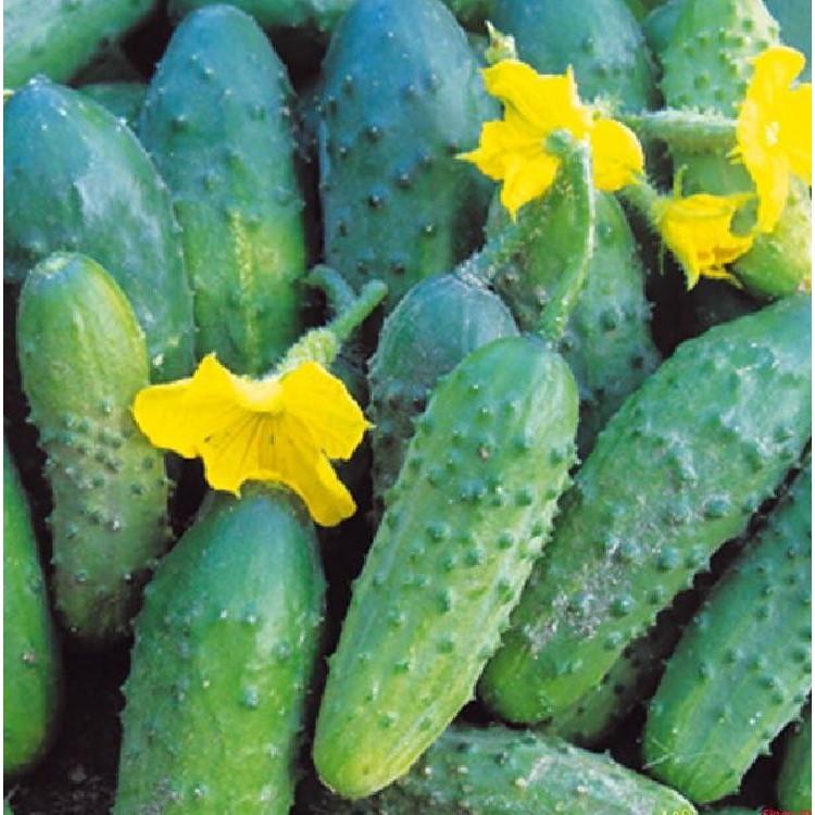 Hạt giống dưa chuột bao tử F1 - 10 hạt/gói