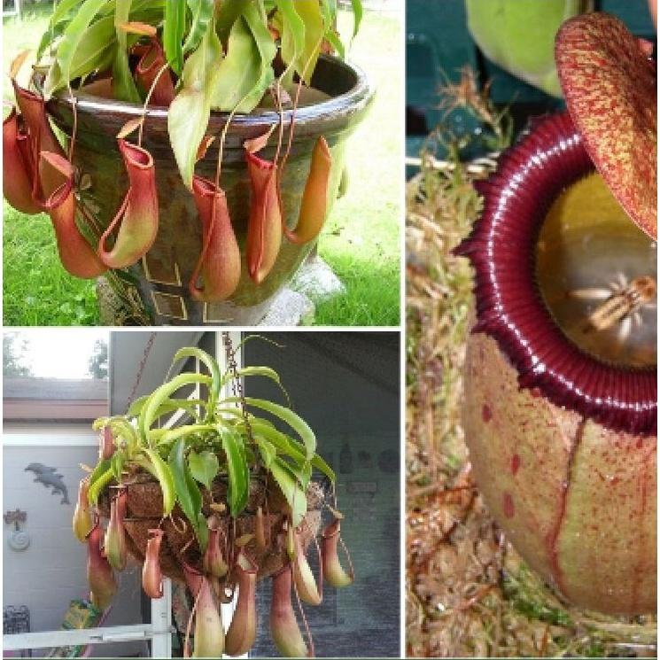 Hạt giống cây bắt mồi nắp ấm - Gói 10 hạt-kèm gói kích mầm