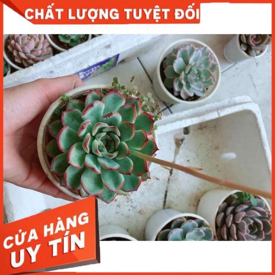 Sen đá viền hồng Nhiều Người Mua