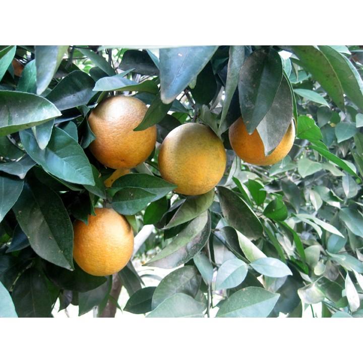 Cây giống cam vinh