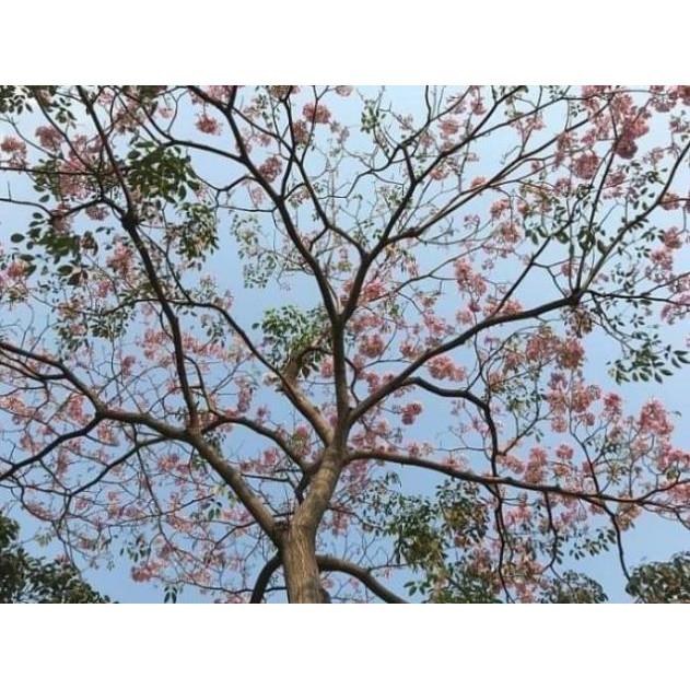 Cây kèn hồng
