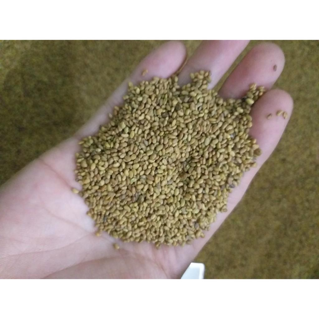 Hạt cỏ chăn nuôi ALFALFA Linh Lăng - Cỏ Họ Đậu (gói 500g) - Hạt Giống Cỏ Chăn Nuôi