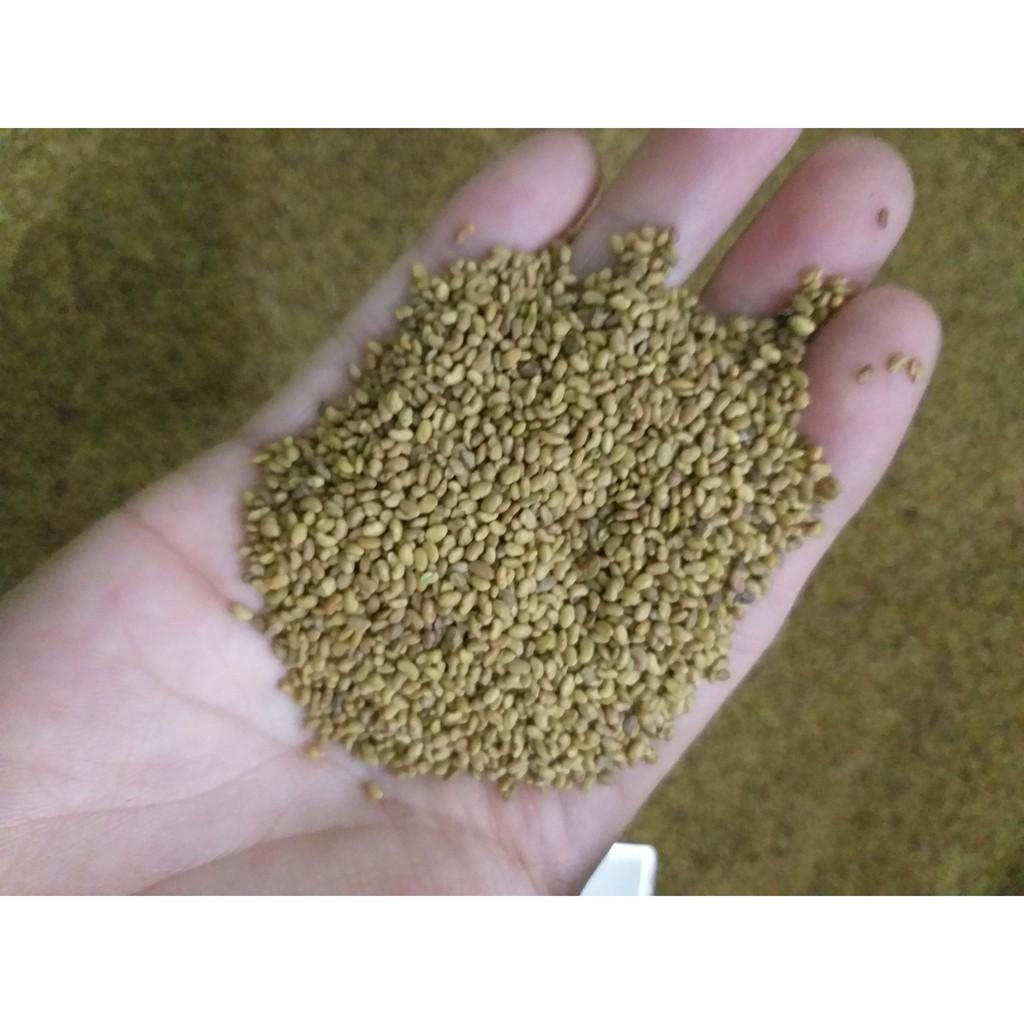 Hạt cỏ chăn nuôi ALFALFA Linh Lăng - Cỏ Họ Đậu - Hạt Giống Cỏ Chăn Nuôi