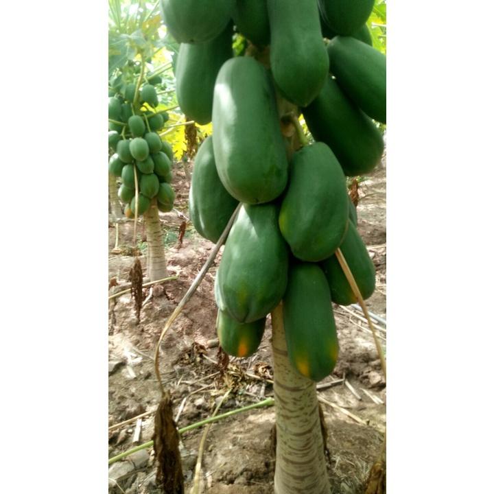 Hạt Giống đu đủ ruột vàng lai F1 - Papaya Sari 666