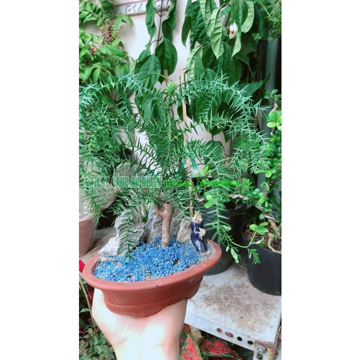 Chậu Cây Tùng Bồng Lai Bonsai