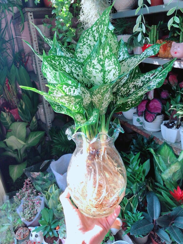 Chậu Cây Trồng Thuỷ Sinh 120k/Chậu