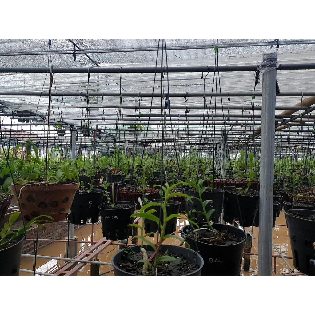 Phi điệp 5ct Phú Thọ - HO - Bảo Duy kie năm 2