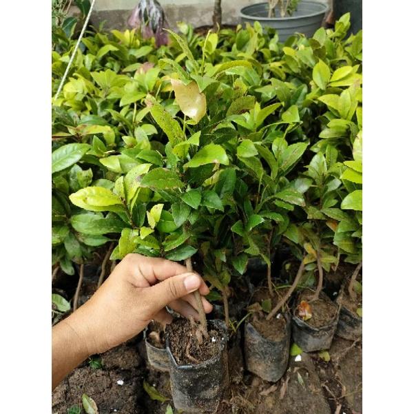 Cây giống Hoa mai vàng tứ quý