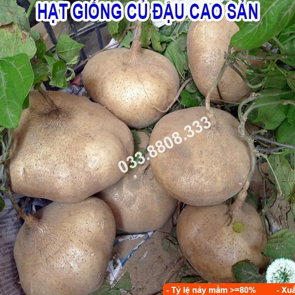 HẠT GIỐNG CỦ ĐẬU 1KG - CỦ TO ĐẸP ĐỀU , TỶ LỆ NẢY MẦM CAO