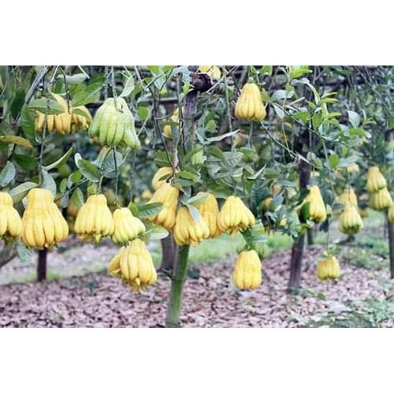 Cây giống quả phật thủ