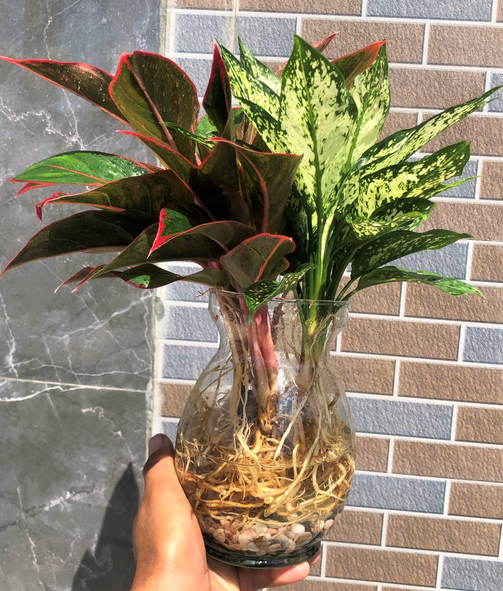 Chậu thủy tinh cây Ngọc Ngân - Phú Quý thủy canh trang trí nhà cửa