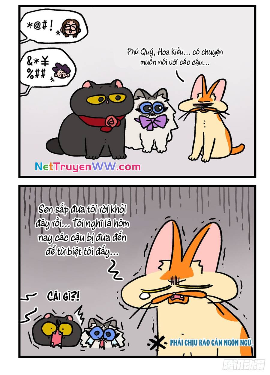 a mãn và mạch trà chapter 137.1 6