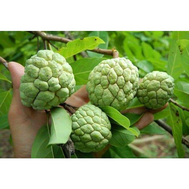 CÂY GIỐNG MÃNG CẦU NA