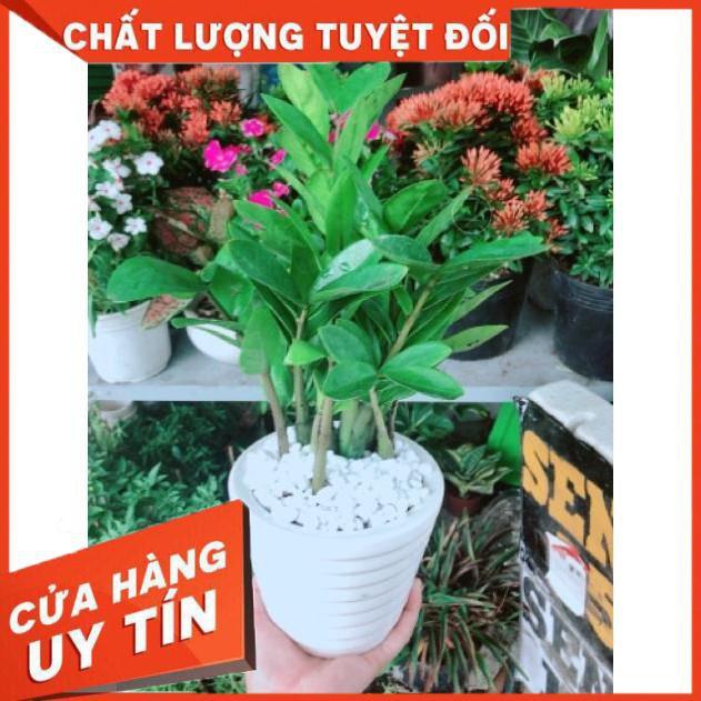 Chậu kim phát tài hay kim tiền