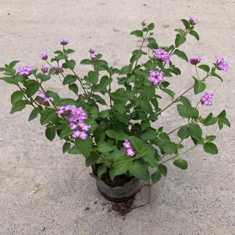 Cây ngũ sắc tím rủ thân leo dài 15cm, nở hoa quanh năm sống cực tốt, cây hoa cảnh trồng trang trí ban công, sân vườn