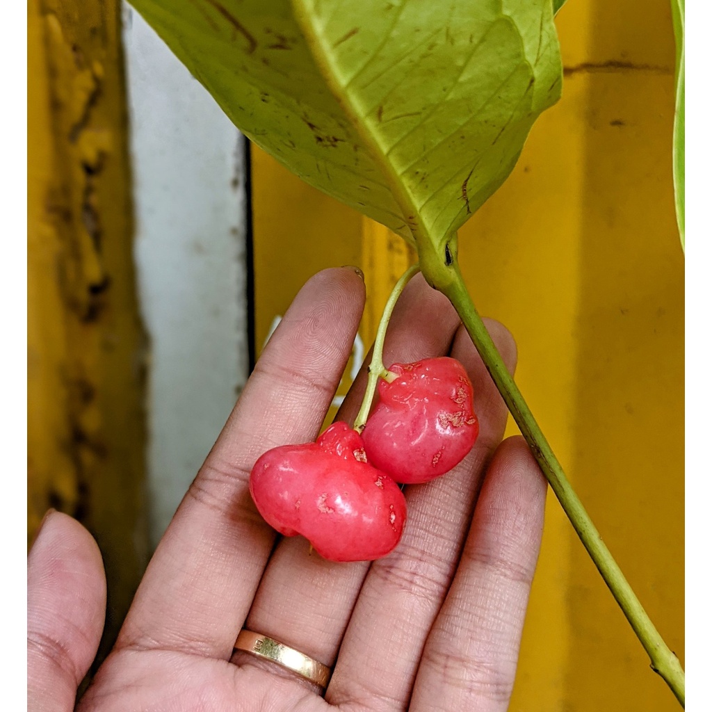 Cây mận Hoàng Yến