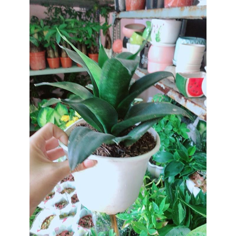 Lưỡi Hổ Sansevieria Black Dragon