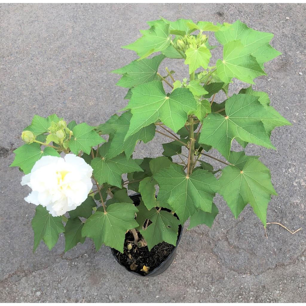 Chậu cây hoa Phù Dung cao 70 - 90 cm