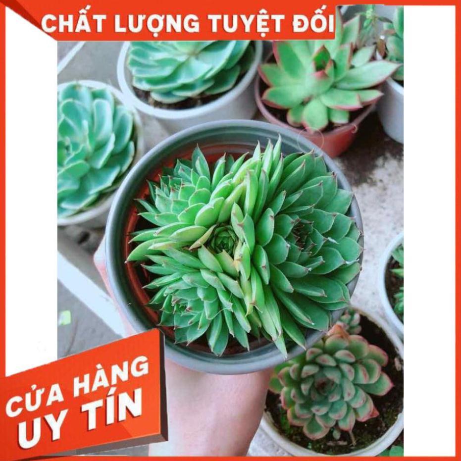 Sen đá phật bà Nhiều Người Mua