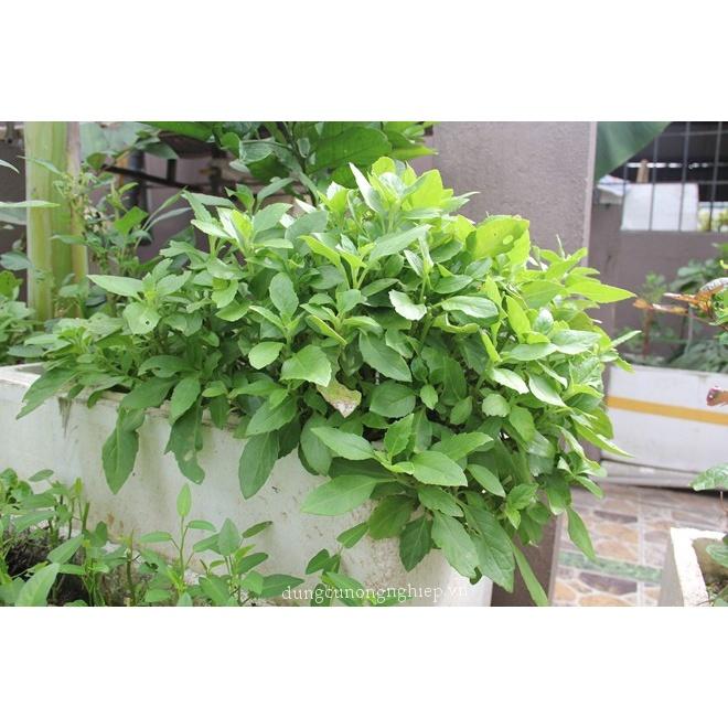 Gói 20g Hạt Giống Rau Đay Xanh - Rau Đay Trắng
