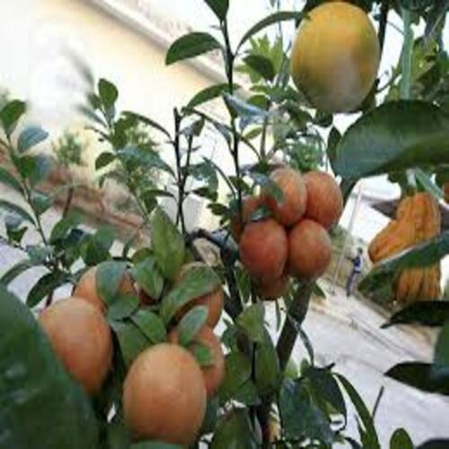 Combo 10 Cây giống chanh đào