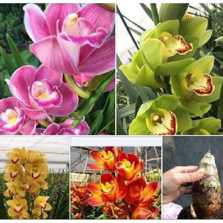 Combo 5 củ giống hoa địa lan santo mix màu
