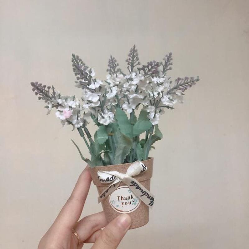 Chậu hoa lavender mini trang trí để bàn siêu xinh, GIÁ BÁN 1 CHẬU NHƯ HÌNH