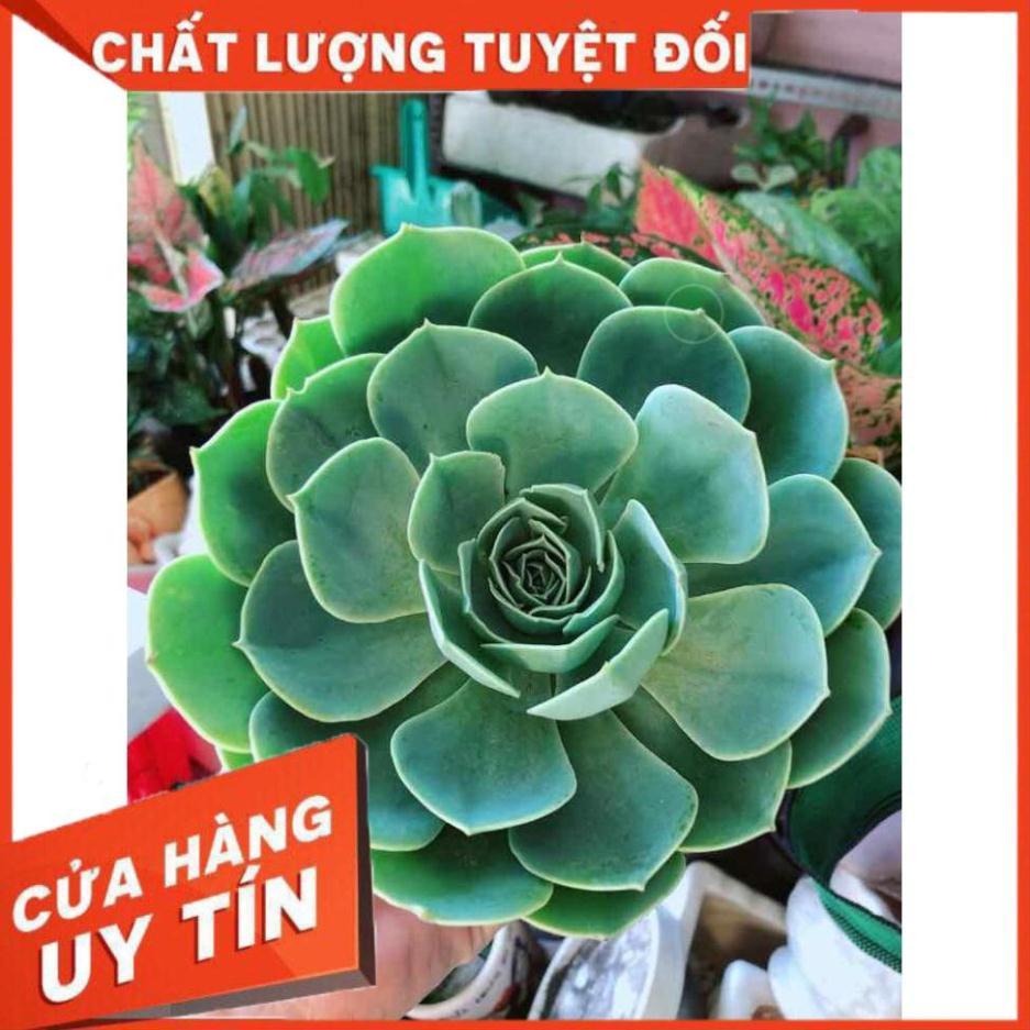 Sen đá xanh đất kèm chậu sứ trắng Nhiều Người Mua