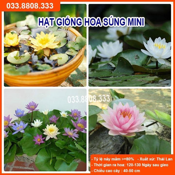 Hạt giống Hoa Súng Thái -Hoa Kiểng Trồng Chậu Trang Trí Sân Vườn