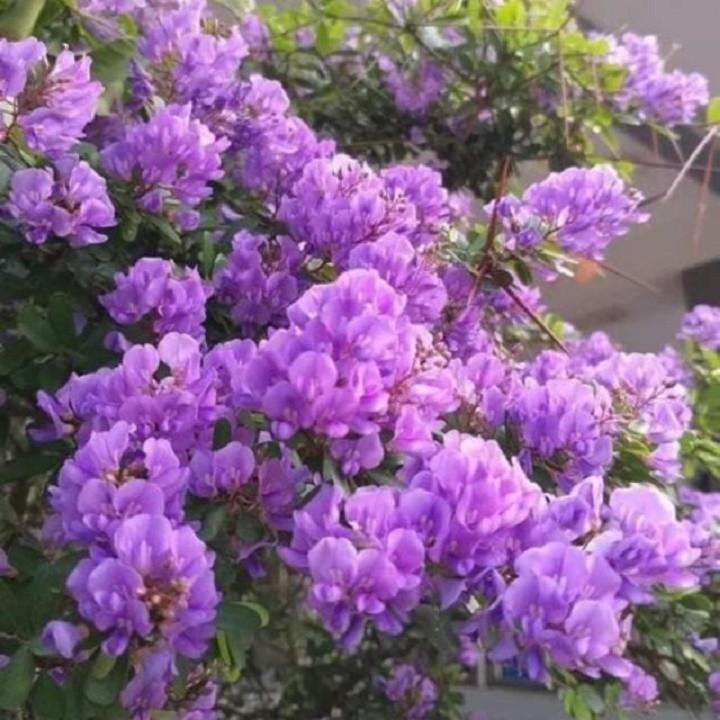 Cây Linh Sam siêu bông- cây phôi