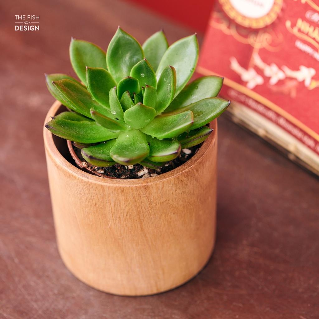Chậu cây sen đá mang sự bình an, điềm lành đến cho gia chủ, phù hợp với tất cả các mệnh trong ngũ hành | size S | The Fish Design