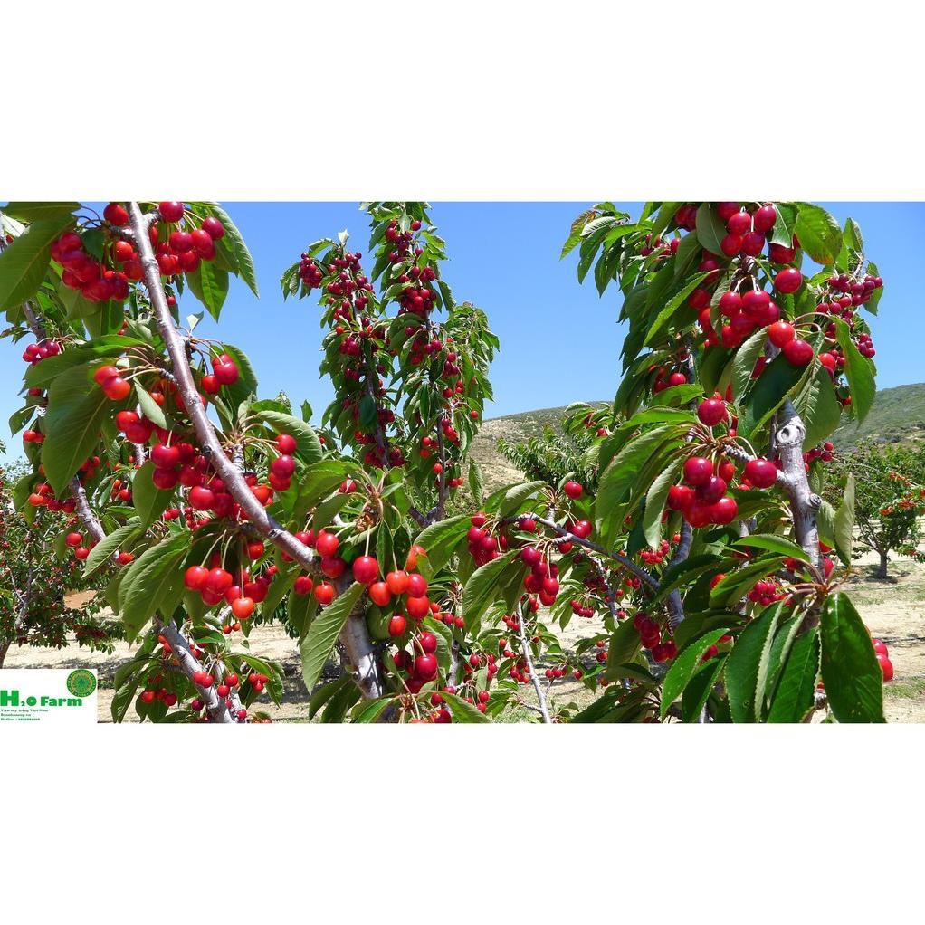 Cây cherry nhập khẩu chịu nhiệt + Tặng 01 cây dâu da đất ( bòn bon)