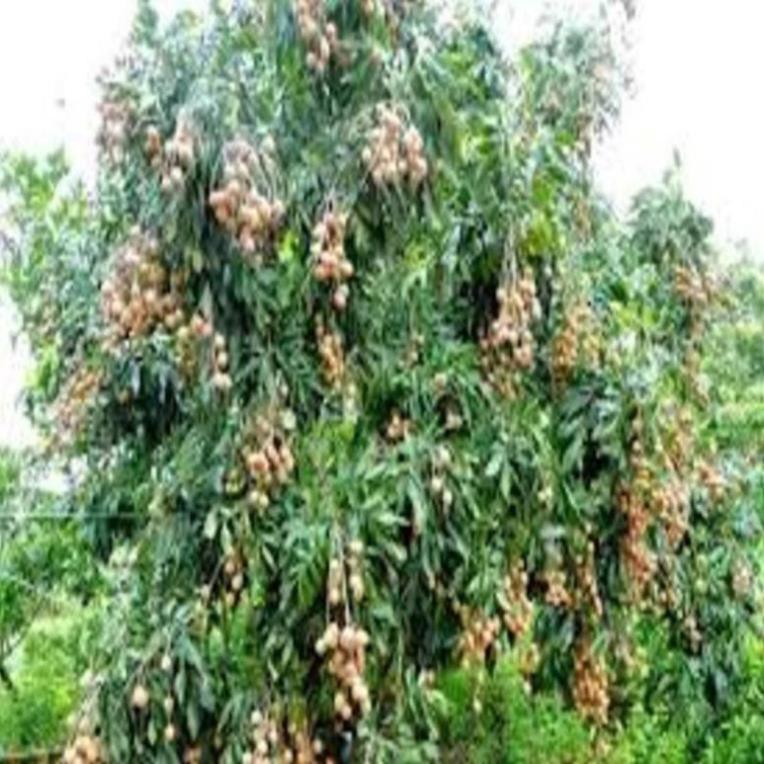 Cây giống nhãn lồng sớm cây giống chuẩn cho năng suất cao