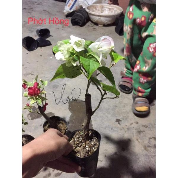 Cây giống hoa giấy Phớt Hồng