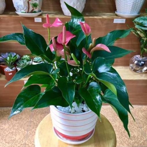 Chậu cây hồng môn màu đỏ, cây phong thủy để bàn cho gia chủ vượng khí , nhiều tài lộc
