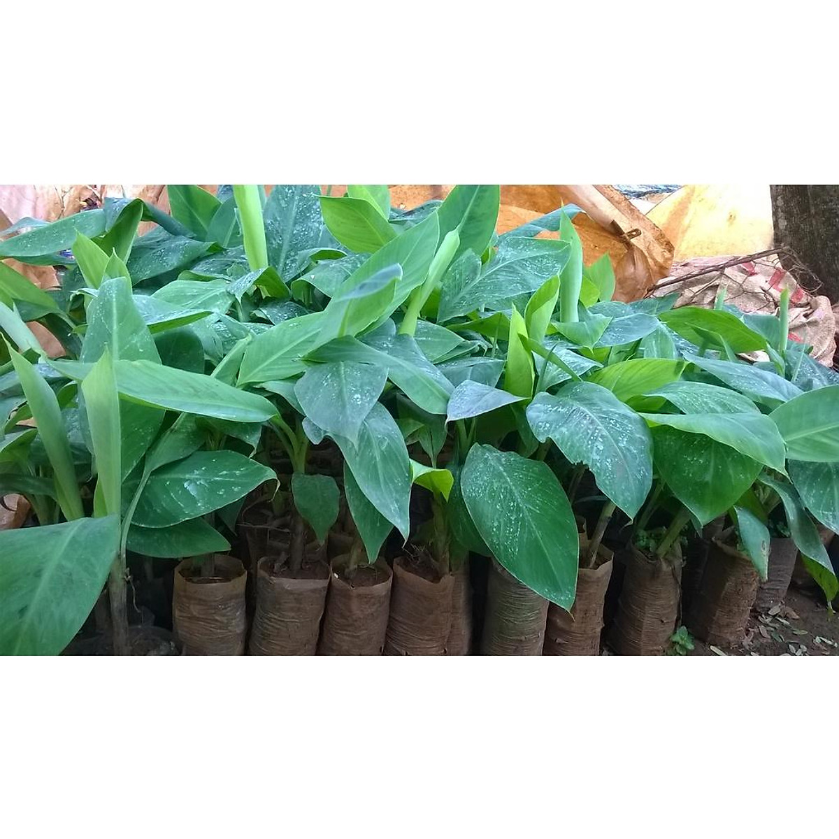 CÂY GIỐNG CHUỐI TÍM CẤY MÔ F1
