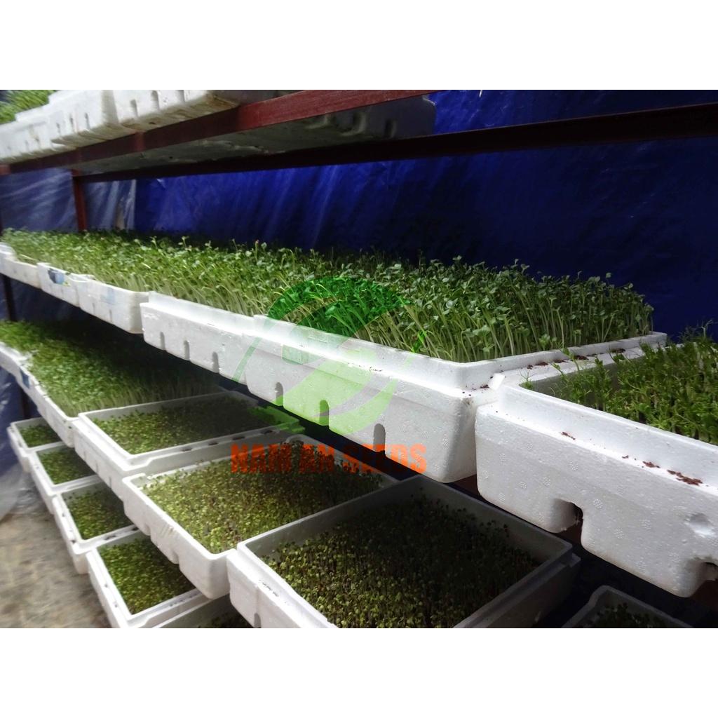 Hạt Giống Rau Mầm Củ Cải Trắng Thu Hoạch Sau 5-7ngày
