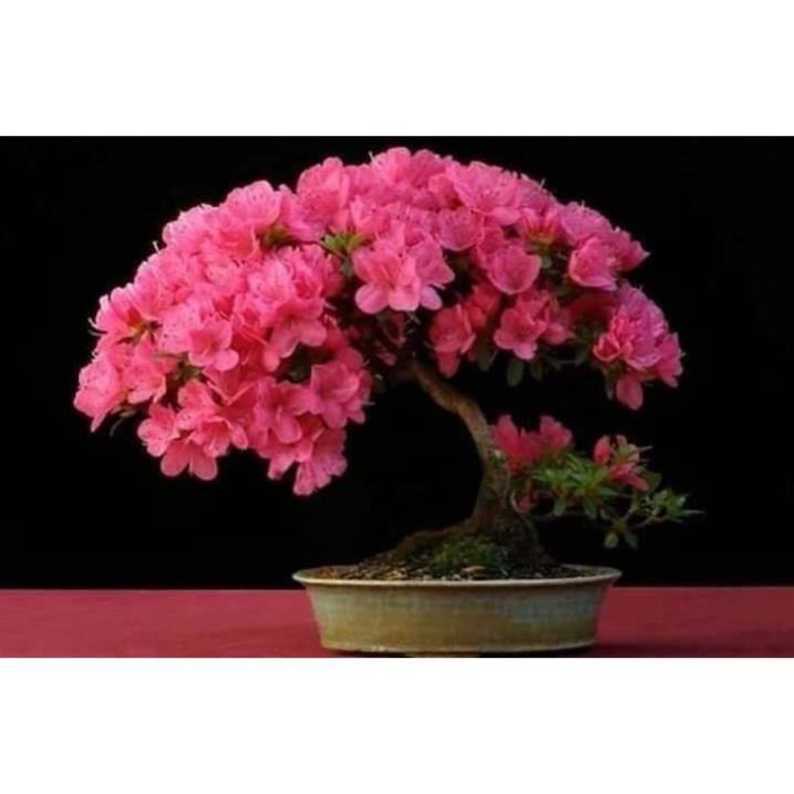 COM BO 3 CÂY GIỐNG HOA ĐỖ QUYÊN NHẬT BẢN ĐỦ MÀU
