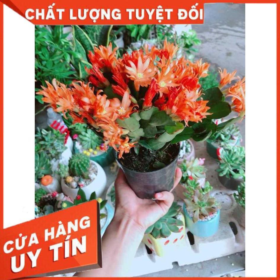 Chậu hoa quỳnh Nhiều Người Mua