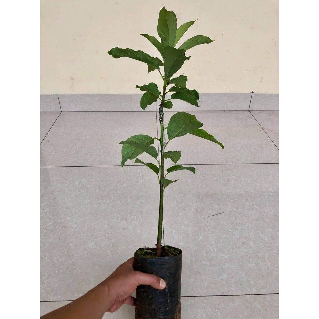 Cây bơ sáp 034 siêu quả
